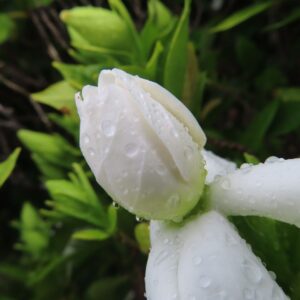 雨上がりの白いクチナシのつぼみに水滴が残る接写写真