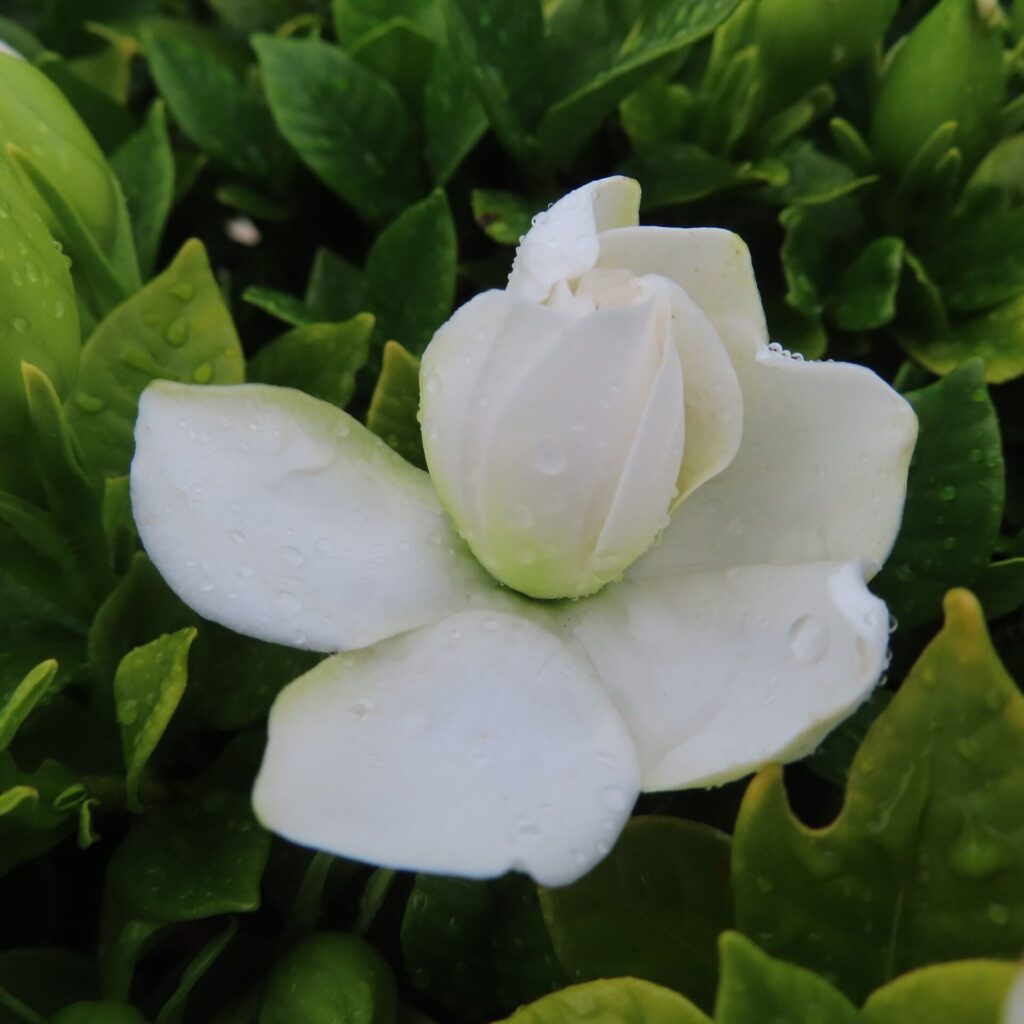 雨粒がついた状態で開きかけたクチナシの花の接写写真
