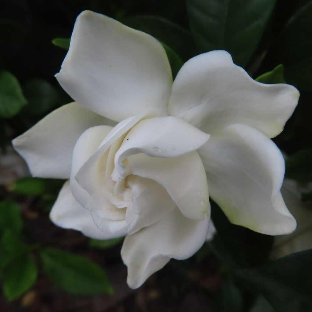 しっとりとした質感のクチナシの花をアップで撮影した写真