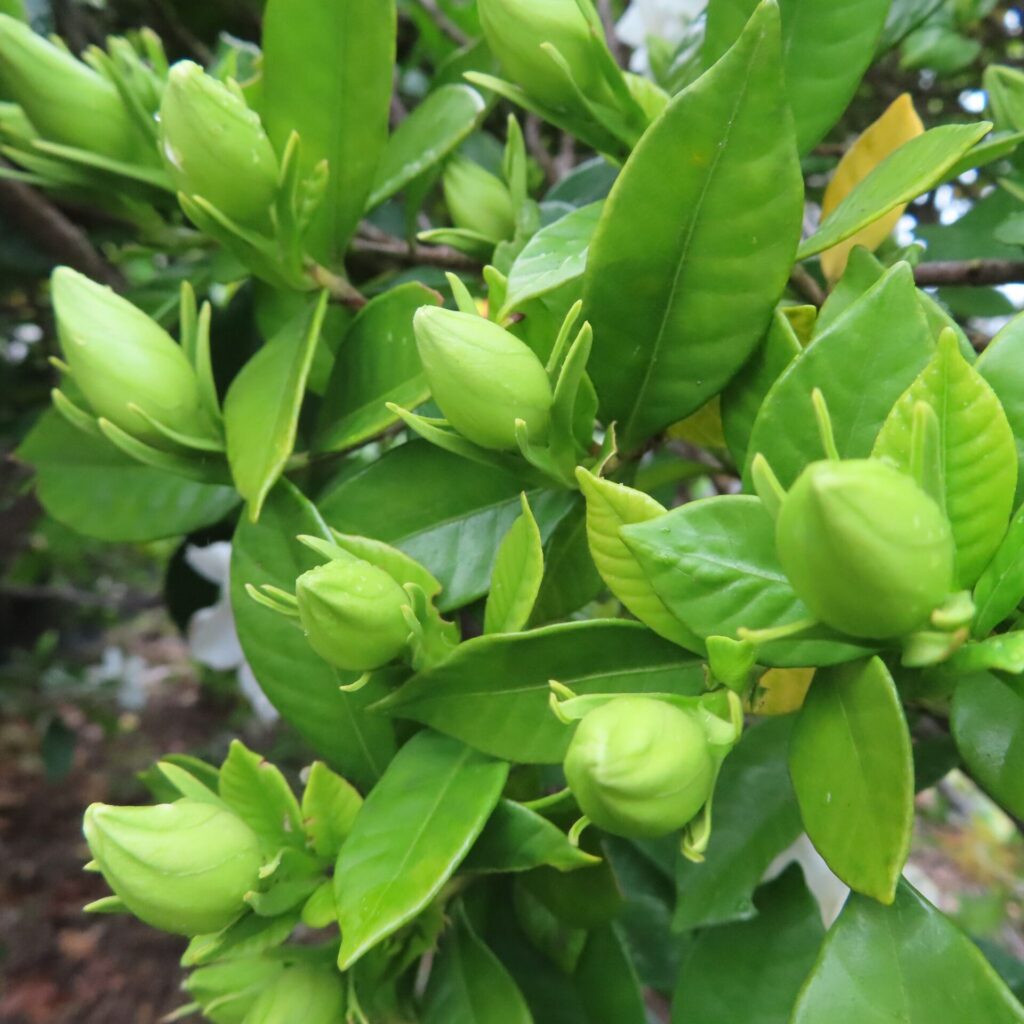 たくさんのクチナシのつぼみが生い茂る枝を撮影した写真