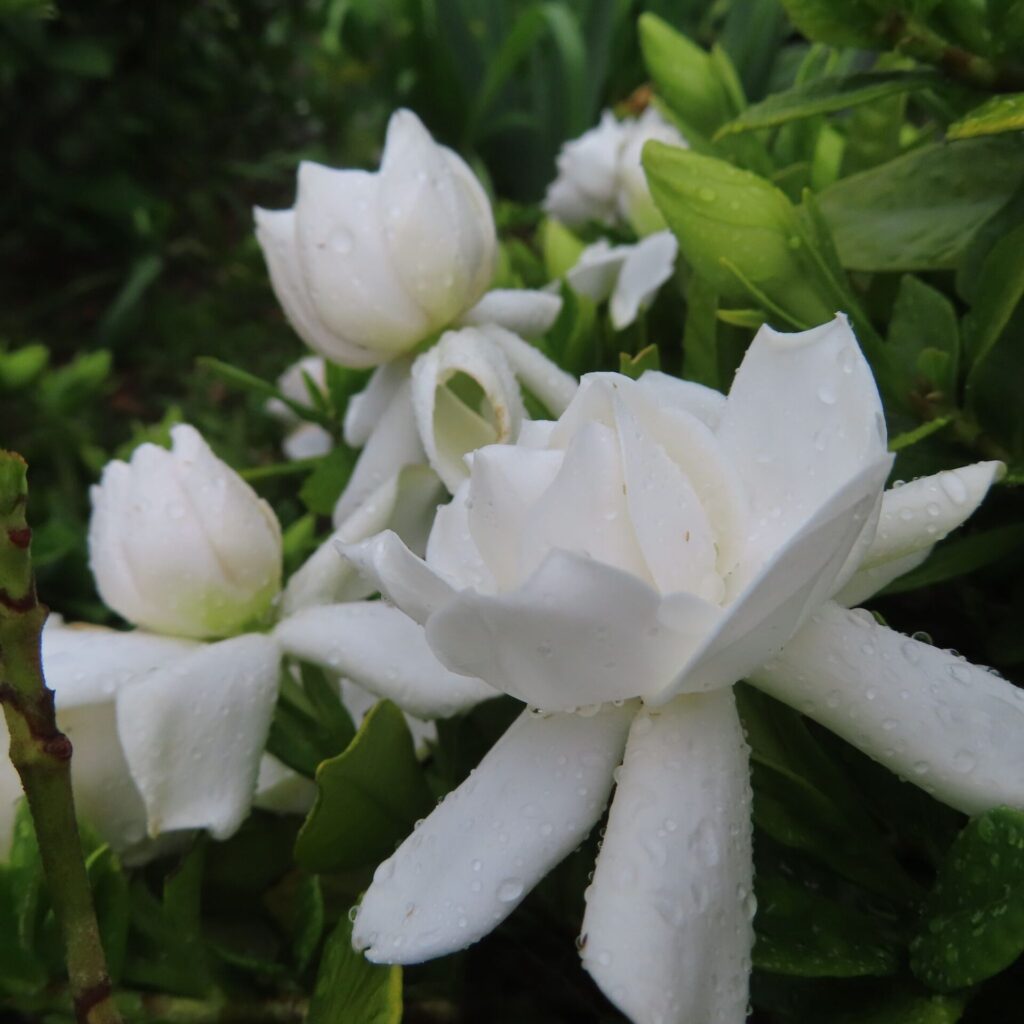 雨に濡れた白いクチナシの花々を斜め前から捉えた写真