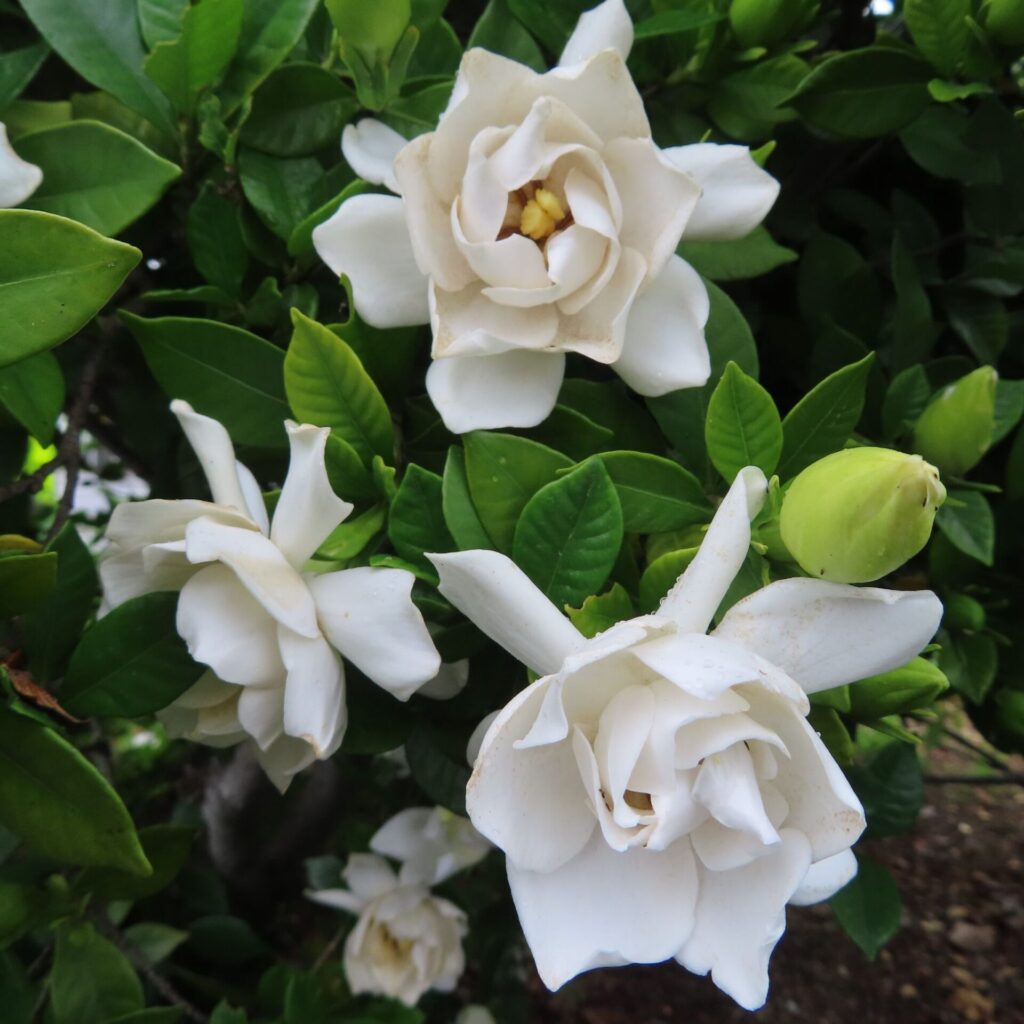 白いクチナシの花とつぼみを複数まとめて撮影した構図の写真