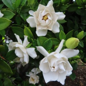 白いクチナシの花とつぼみを複数まとめて撮影した構図の写真