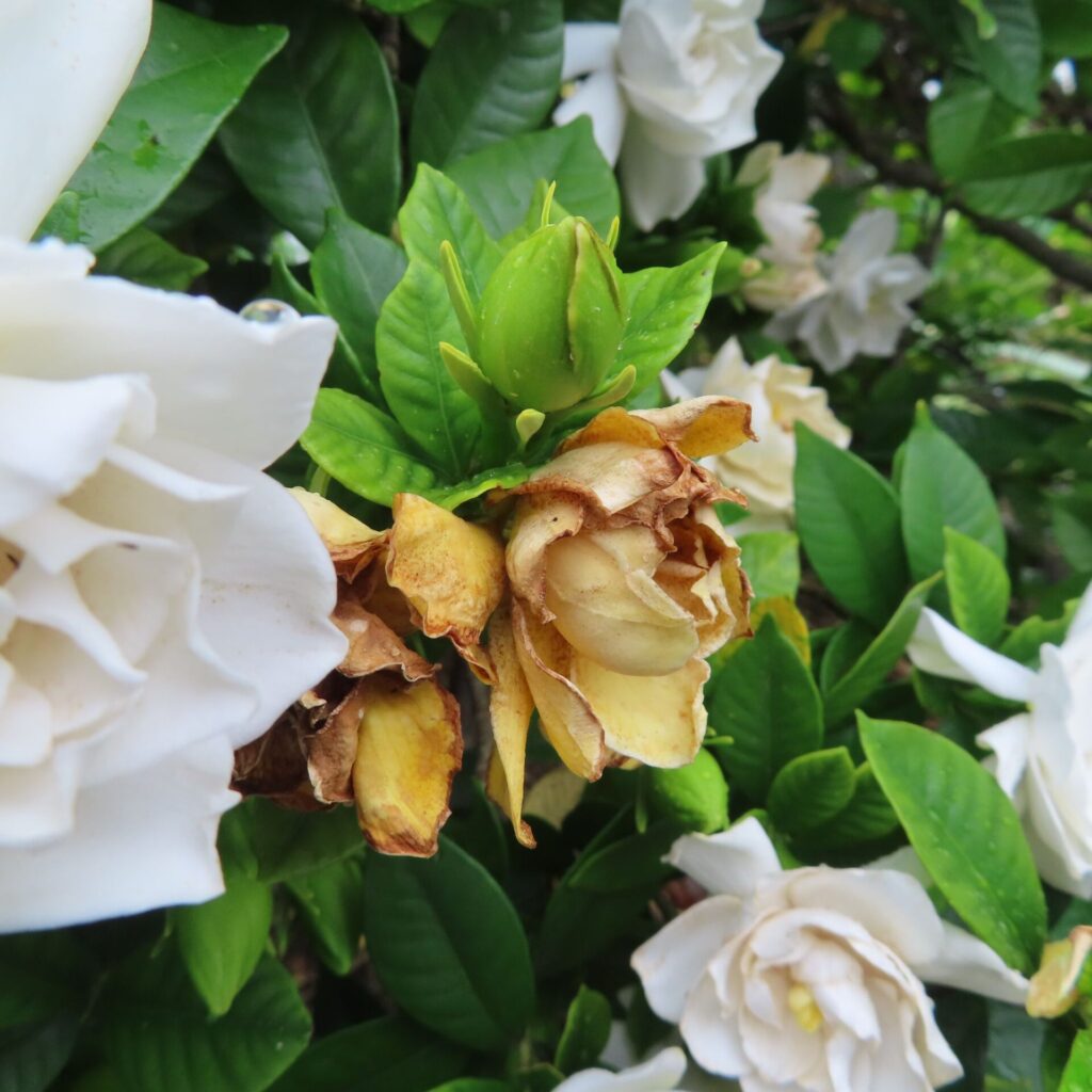 枯れかけた黄色いクチナシの花と緑のつぼみを並べた接写写真
