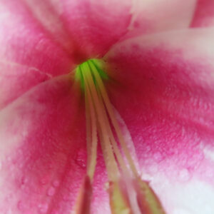 ピンク色のユリの花の中心部をクローズアップで撮影した写真。花筒の奥の黄緑色が輝き、花びらの質感と細い花柱が鮮明に写る