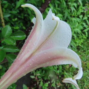 雨上がりの白と淡いピンクのユリの後ろ姿をクローズアップで撮影した写真。花びらのカーブと水滴の質感が繊細に写っている