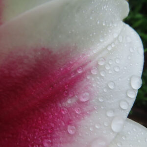白とピンクのユリの花びらを超接写で撮影した写真。雨の水滴が無数に並び、花びらの質感と色のグラデーションが鮮明に写っている