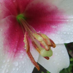 白とピンクのユリの花芯をクローズアップで撮影した写真。雨粒が付いた雄しべと柱頭が鮮明に写り、花びらのグラデーションが美しく広がる