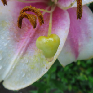 白とピンクのユリの花芯をクローズアップで撮影した写真。ハート形に見える黄緑色の柱頭と、花粉が付いた雄しべが鮮明に写っている