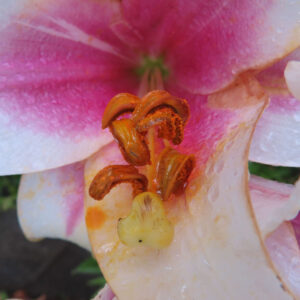 白とピンクのユリの花芯をクローズアップで撮影した写真。オレンジ色の花粉が付いた雄しべと、黄緑色の柱頭が鮮明に写し出されている