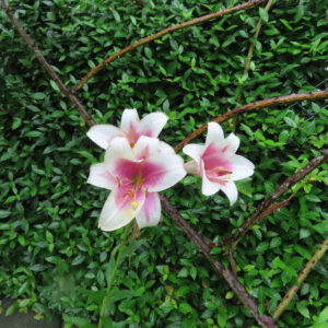 雨粒をまとった白とピンクのユリが3輪咲く様子を少し離れた位置から撮影した写真。背景の濃い緑の葉と枝が花の色を引き立てている