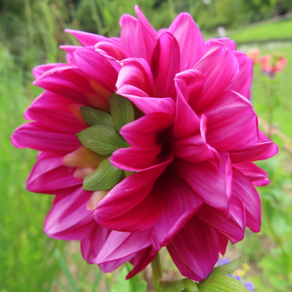 ダリアの無料写真