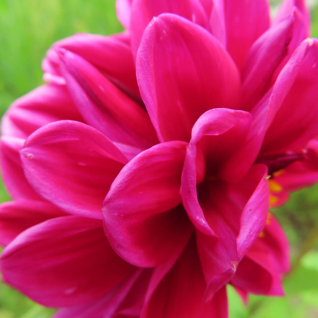 ダリアの無料写真