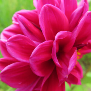 鮮やかなピンク色のダリアの花をクローズアップで撮影した写真