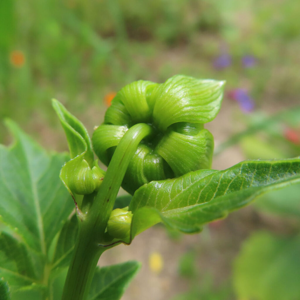 ダリアの無料写真