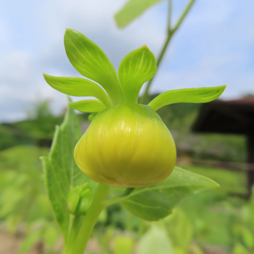 ダリアの無料写真