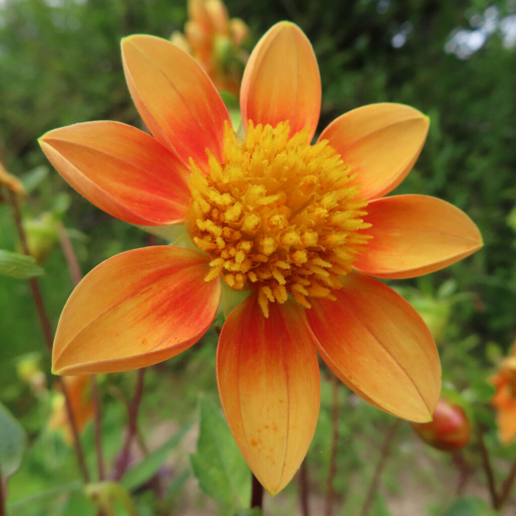 ダリアの無料写真