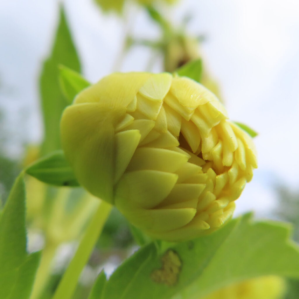 ダリアの無料写真