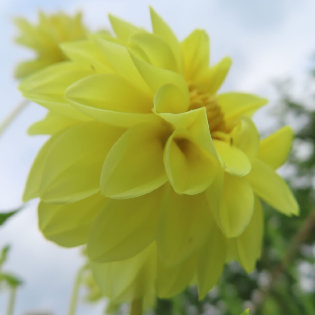 ダリアの無料写真