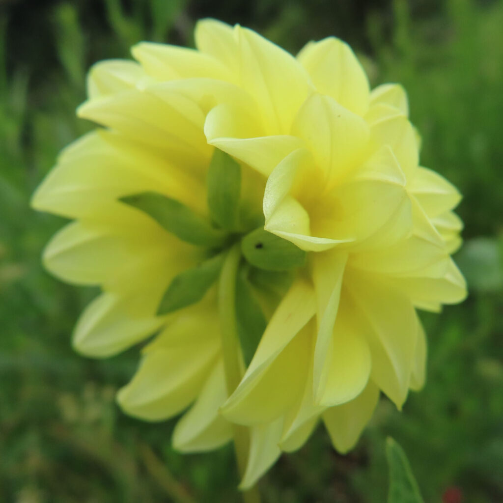 ダリアの無料写真