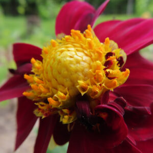 深紅のダリアの花のクローズアップ写真｜黄色の花芯と力強い赤い花びら