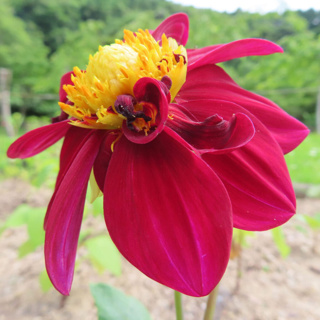 ダリアの無料写真