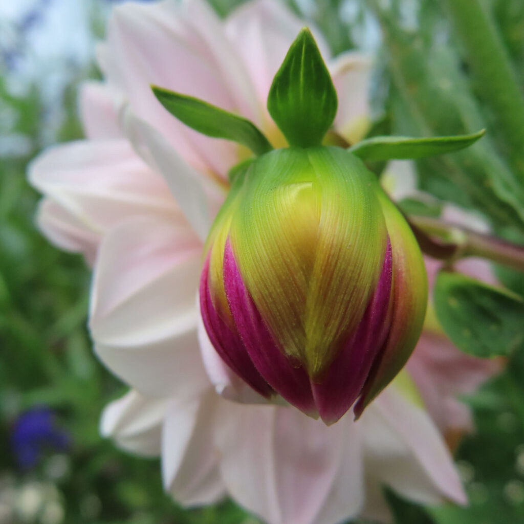 ダリアの無料写真