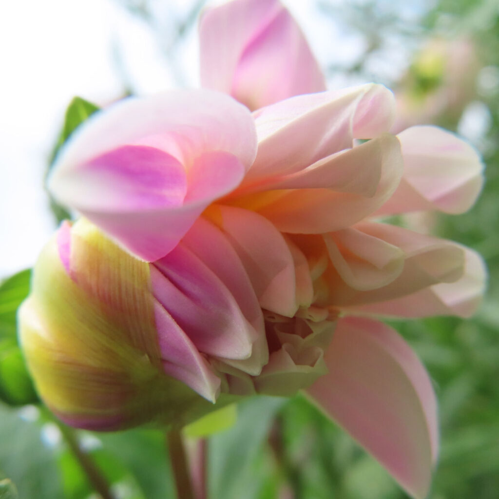 ダリアの無料写真