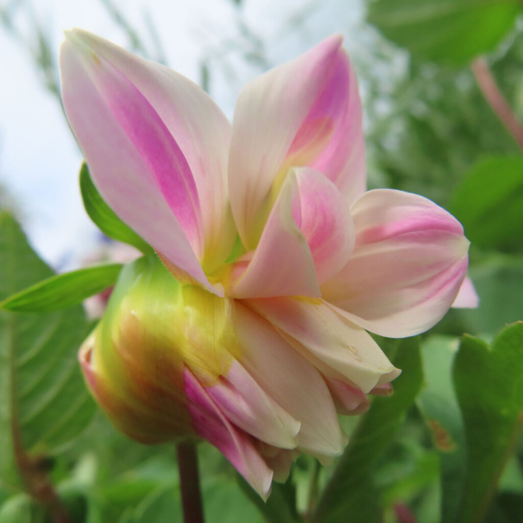 ダリアの無料写真