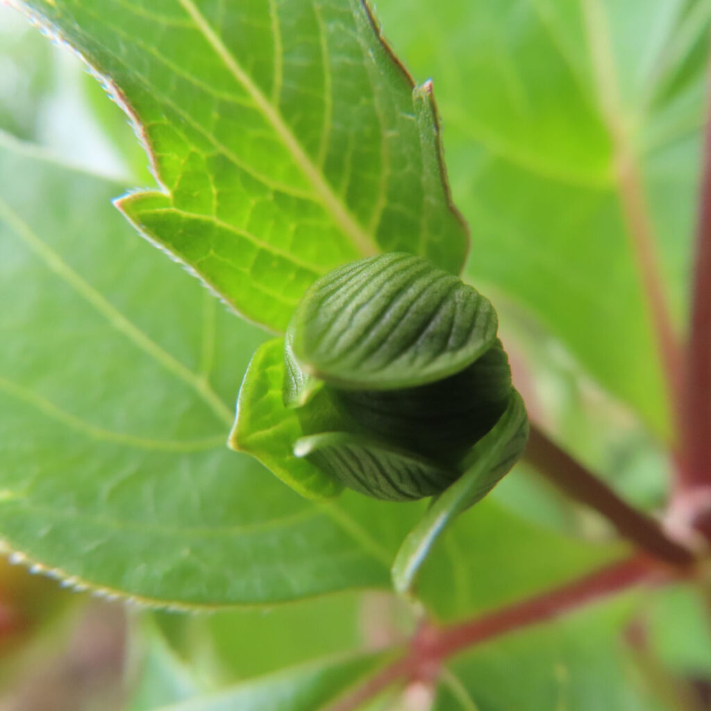 ダリアの無料写真