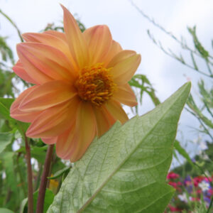 淡いオレンジ色のダリアの花と大きな葉をクローズアップで撮影した写真