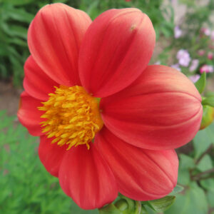 赤いダリアの花が咲いている接写写真、黄色い花芯が鮮やかに映える