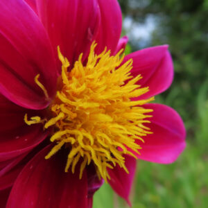 赤いダリアの花を接写した写真｜鮮やかな黄色の花芯と深紅の花びら