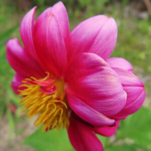 赤いダリアの花のクローズアップ写真｜鮮やかな花びらと黄色の花芯