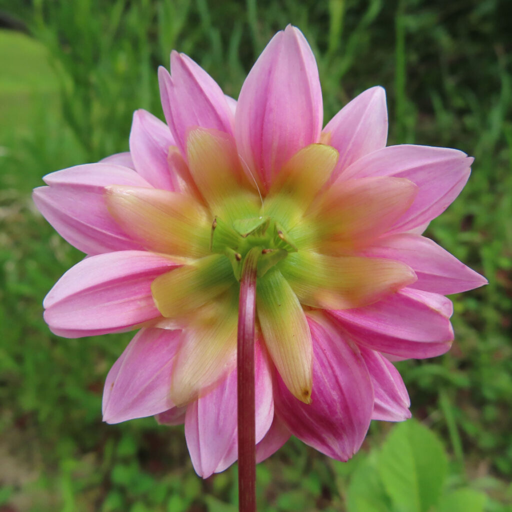 ダリアの無料写真