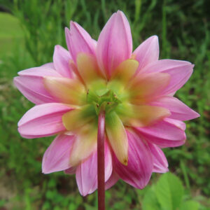 ダリアの後ろ姿を接写したピンクの花弁と緑の萼が際立つ写真