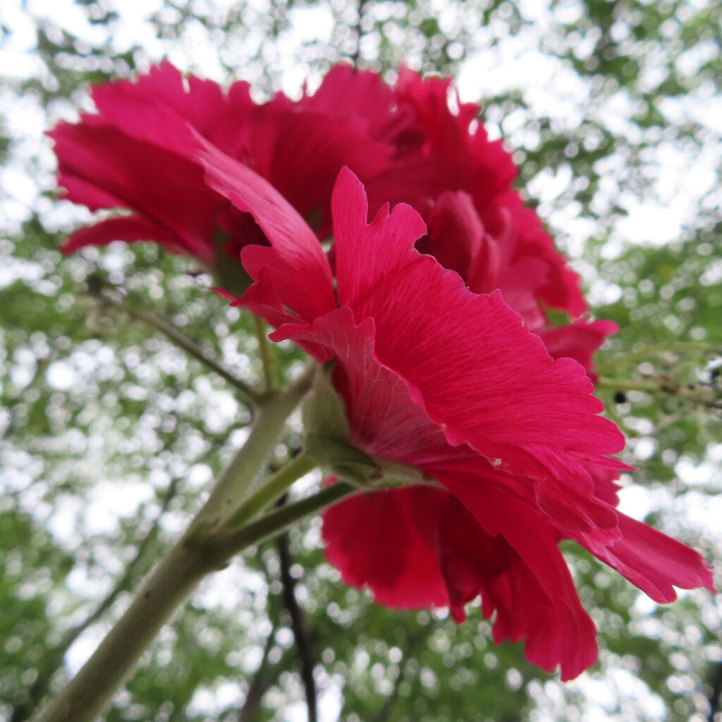 ダリアの無料写真