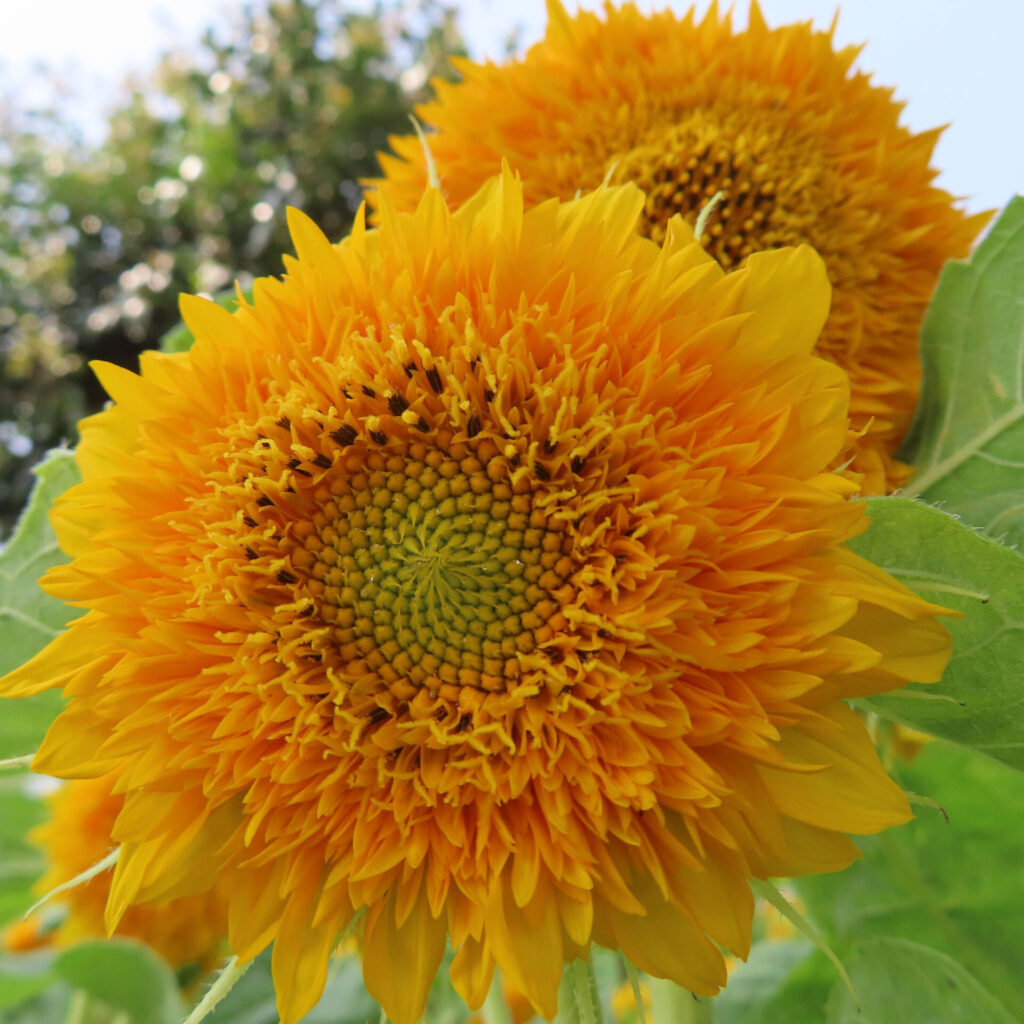 満開のミニヒマワリのクローズアップ写真（八重咲き品種）