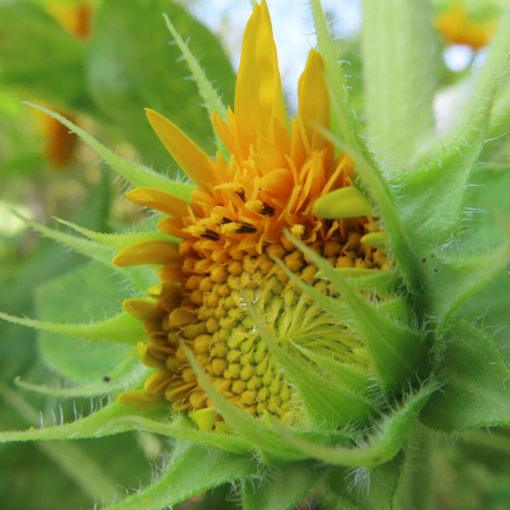 花びらが開き始めたミニヒマワリの横顔写真