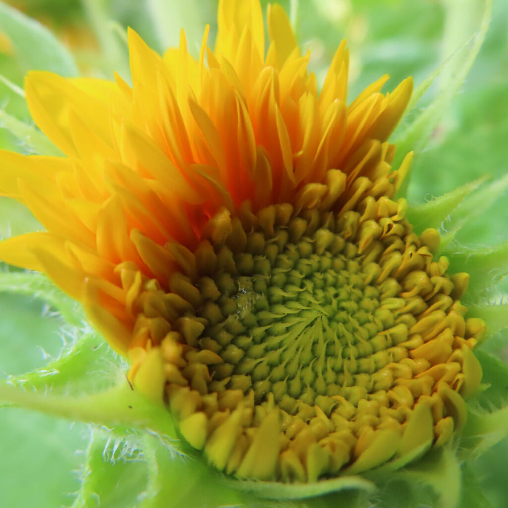 開花直前のミニヒマワリのつぼみを接写した写真