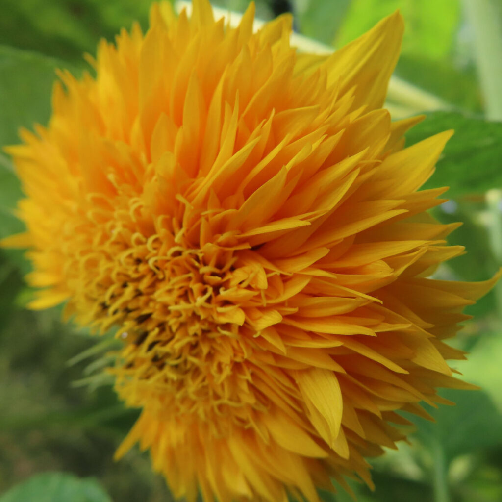 鮮やかなオレンジ色の花びらを持つミニヒマワリの側面写真