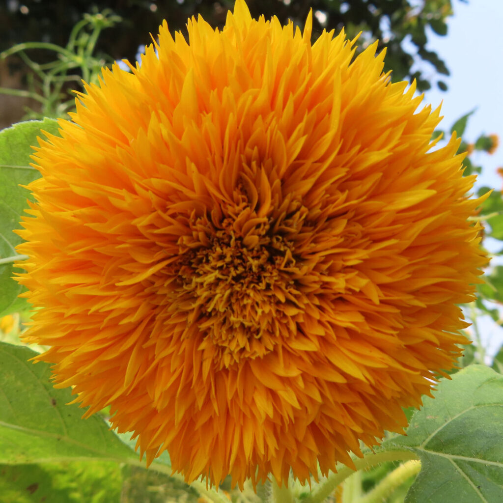 丸く咲いた八重咲きのミニヒマワリの正面写真