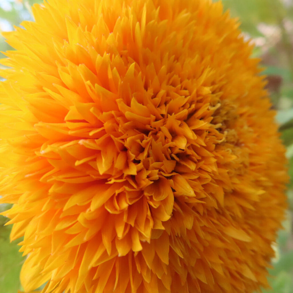 ふわふわとした花姿のミニヒマワリを斜めから撮影した写真