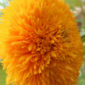ふわふわとした花姿のミニヒマワリを斜めから撮影した写真