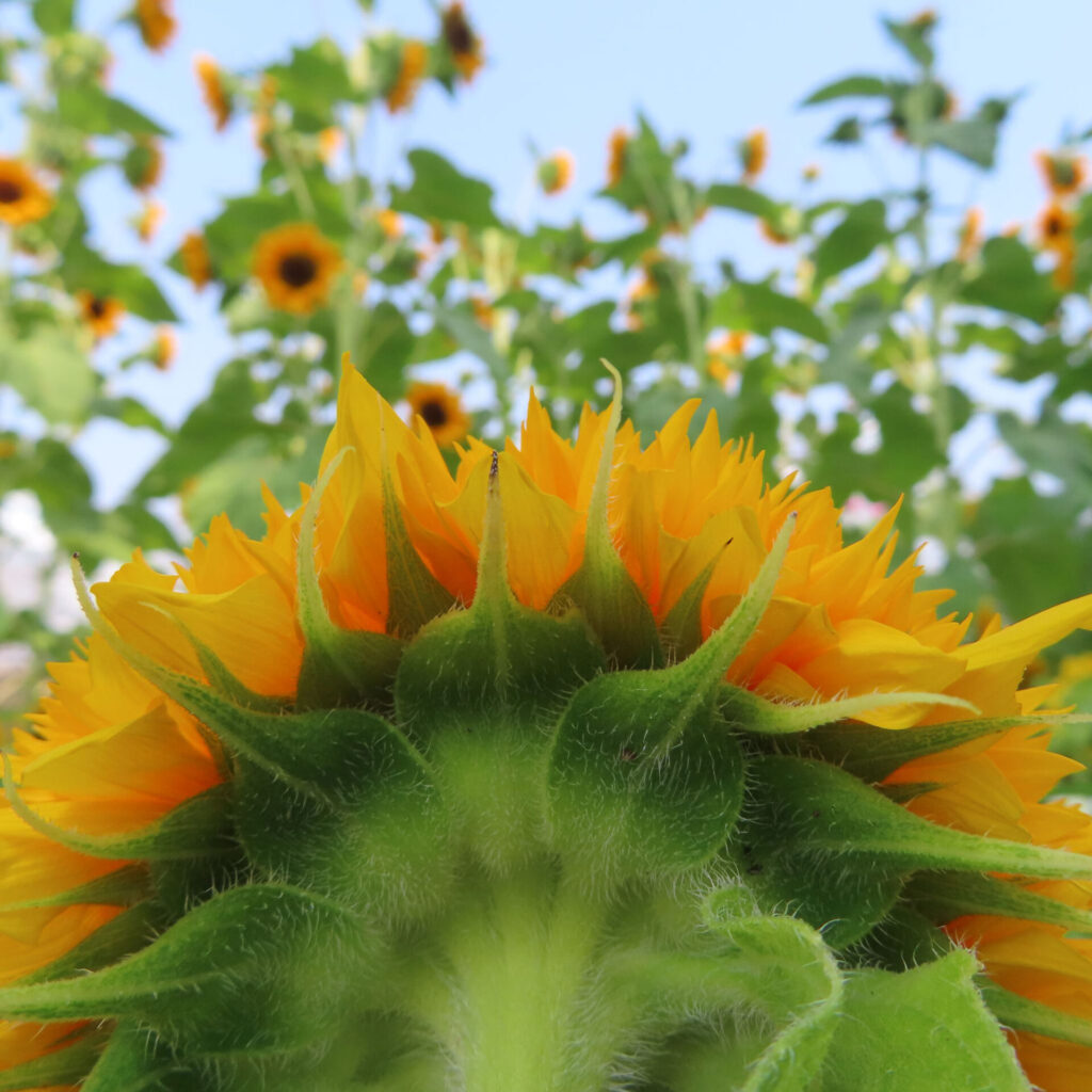 ミニヒマワリの裏側と背景に広がるヒマワリ畑の写真