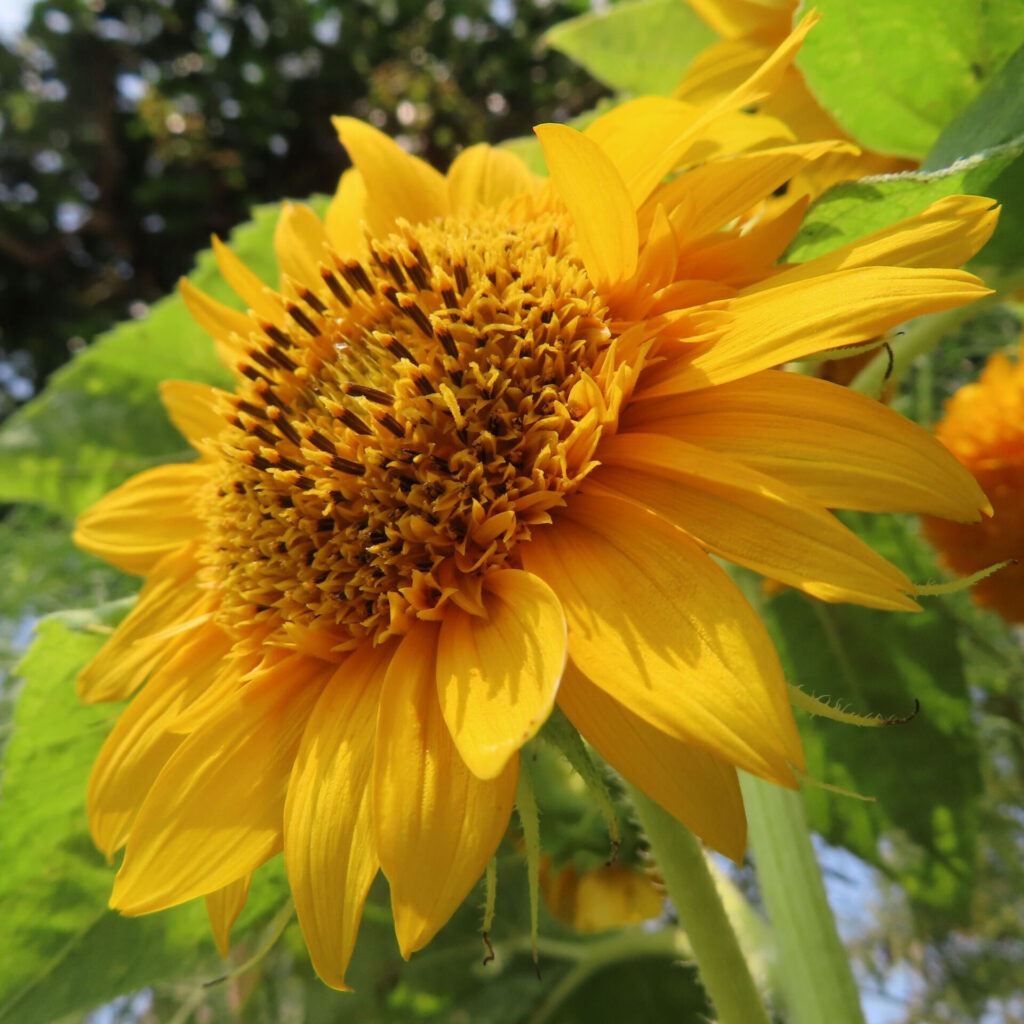 花びらと中心部のコントラストが際立つミニヒマワリの横顔写真