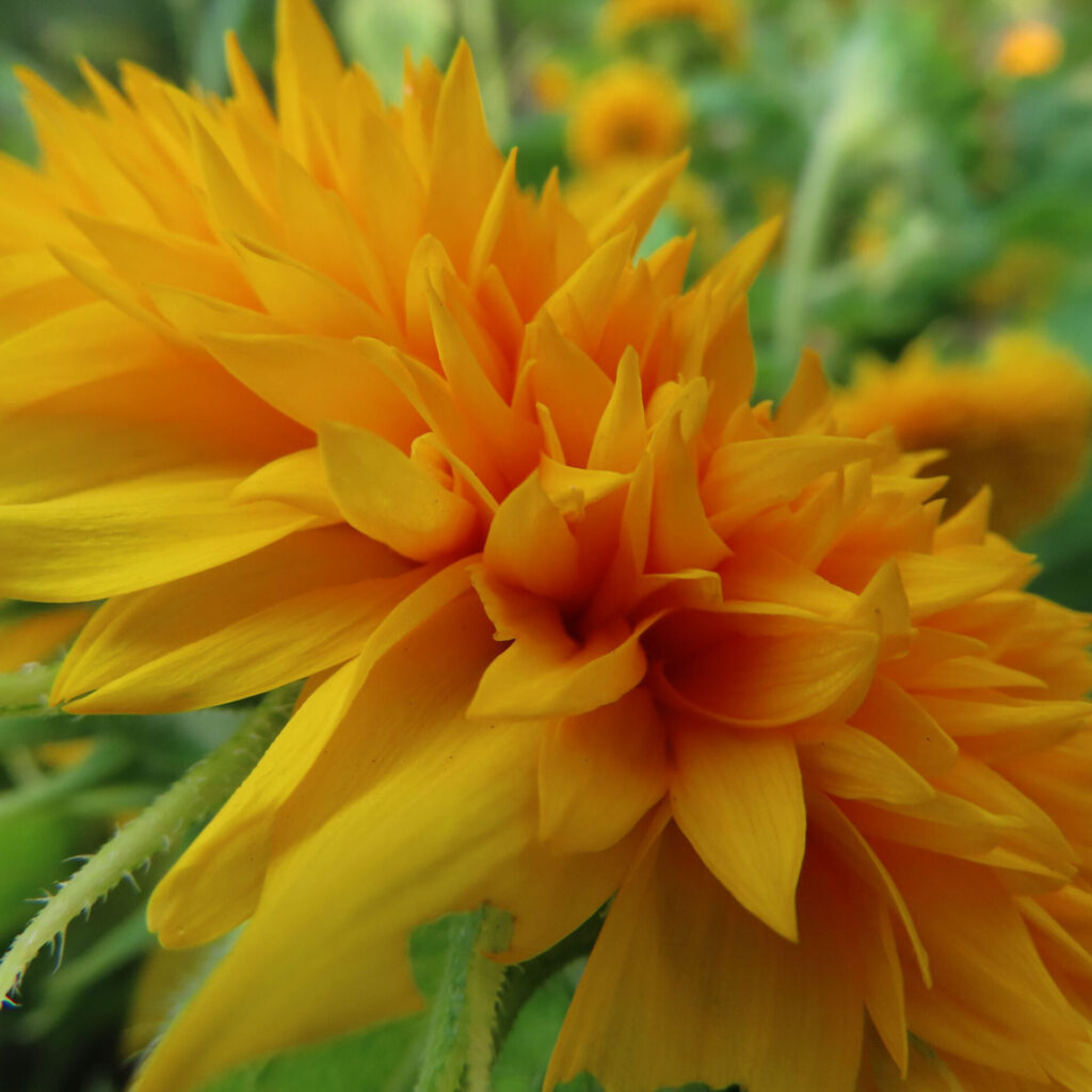 ふわふわとした花姿のミニヒマワリを斜めから撮影した写真