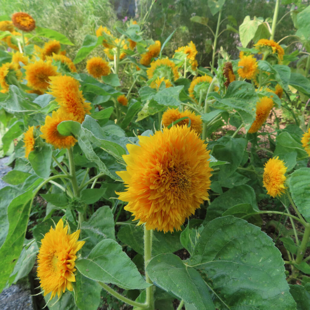 たくさんのミニヒマワリが咲く花壇の風景写真