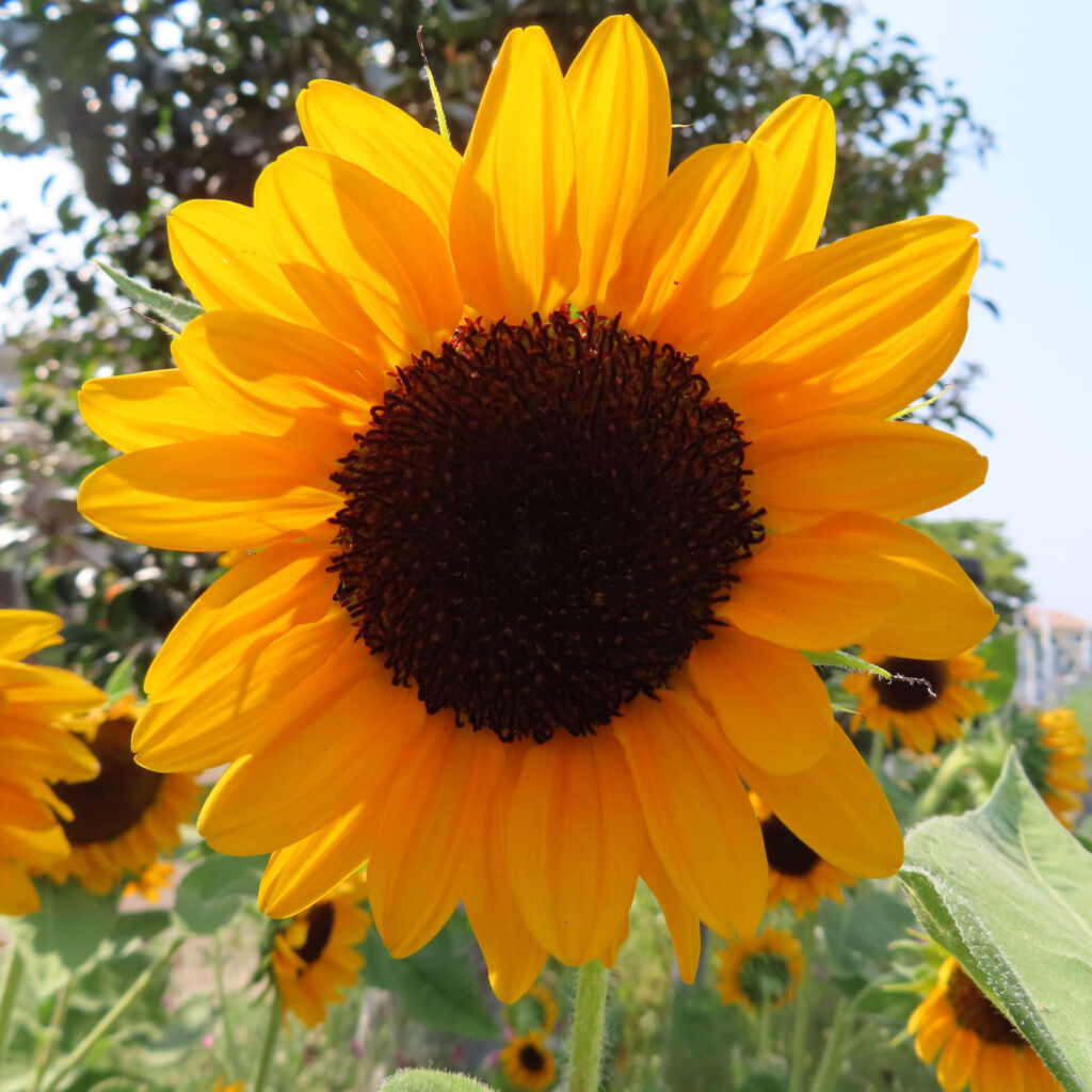 オレンジがかった黄色い花びらが美しい夏のヒマワリのアップ写真