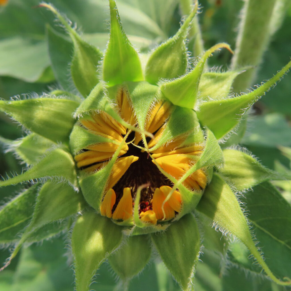 つぼみが開きかけたヒマワリと中から見える黄色い花びら